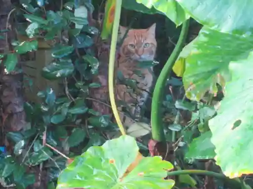 屋久島大社(鹿児島県)