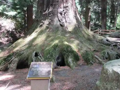 河口浅間神社の自然