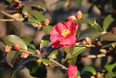 阿久津「田村神社」（郡山市阿久津町）旧社名：伊豆箱根三嶋三社の庭園