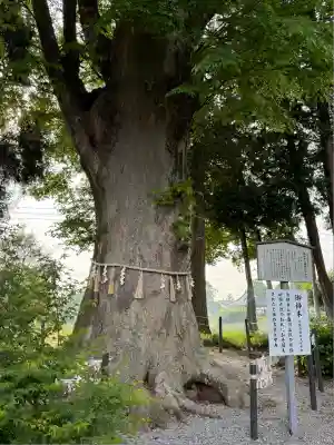 薬師寺八幡宮(栃木県)