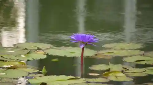 半木神社の自然