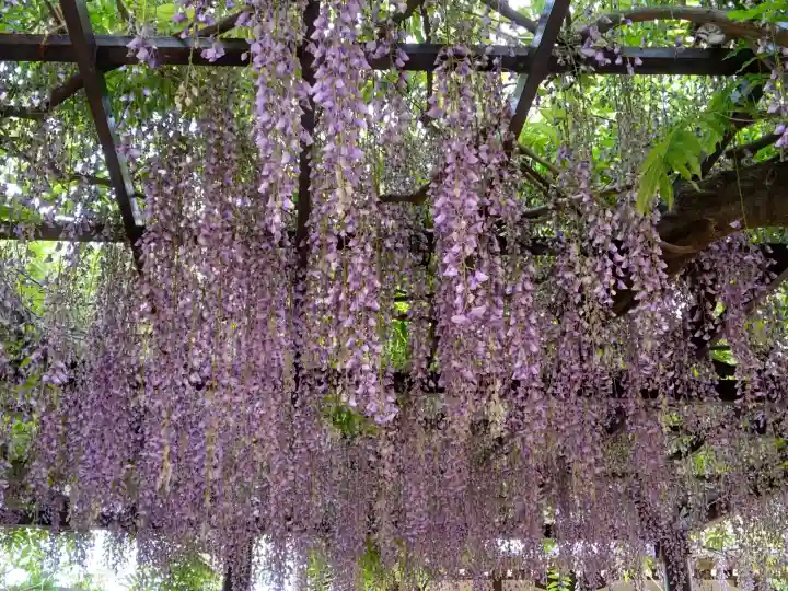 葛井寺の{uncategorized: "未分類", other: "その他", undefined: "問題あり", building: "その他建物", grave: "お墓", sacred_gate: "鳥居", guardian: "狛犬", statue: "像", buddha: "仏像", history: "歴史", nature: "自然", garden: "庭園", animal: "動物", pagoda: "塔", temizu: "手水舎", mountain_gate: "山門・神門", sanctuary: "本殿・本堂", subordinate: "末社・摂社", art: "芸術", scenery: "景色", jizo: "地蔵", ema: "絵馬", goshuin: "御朱印", omikuji: "おみくじ", items: "授与品その他", amulet: "お守り", goshuincho: "御朱印帳", eats: "食事", festival: "お祭り", votive_dance: "神楽", shichigosan: "七五三参", wedding: "結婚式", experience: "体験その他", initially: "初詣", around: "周辺", anti_infection: "感染症対策"}