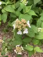 三輪神社の自然