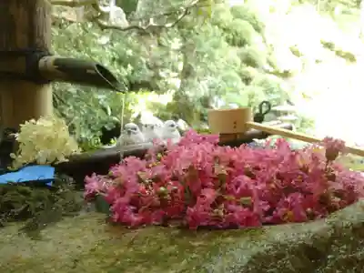 柳谷観音 楊谷寺の手水舎