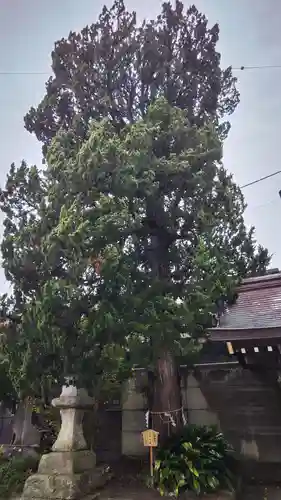 下田八幡神社の自然