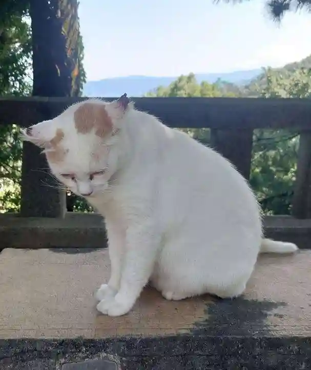 伊豆山神社(静岡県)