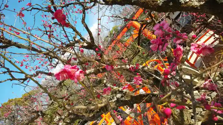 賀茂御祖神社(下鴨神社)の自然