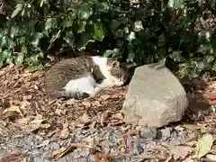 息栖神社の動物