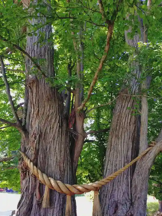 神社(洞爺湖中の島)の自然
