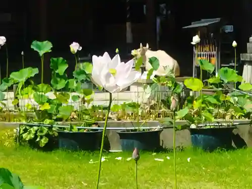 三室戸寺(京都府)