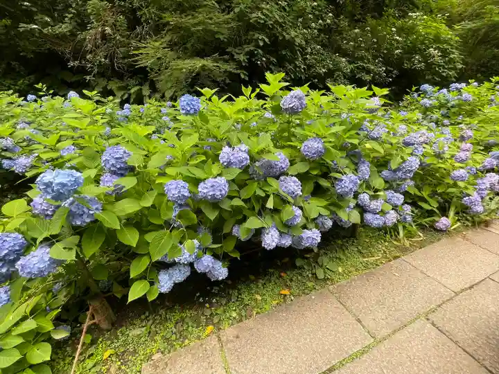 明月院(神奈川県)