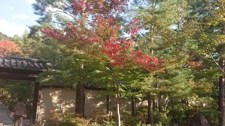 高台寺(高台寿聖禅寺・高臺寺)の自然