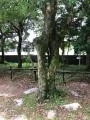 日和佐八幡神社の自然