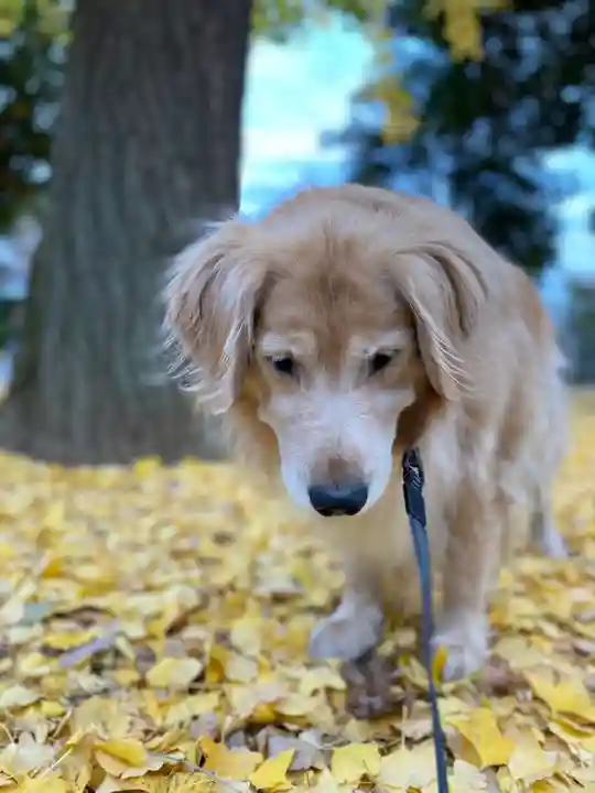 鶴峯八幡宮の動物