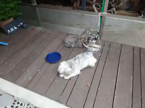 菊名神社の動物