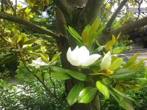 浄光明寺の自然