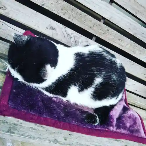 御誕生寺（猫寺）の動物