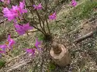 日光ぽっくり地蔵 等泉寺の自然