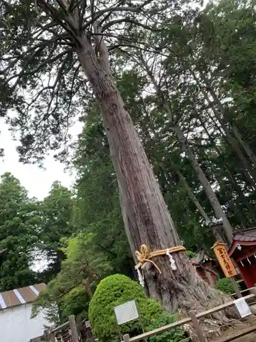 北口本宮冨士浅間神社の自然