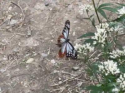 成田山不動寺の動物