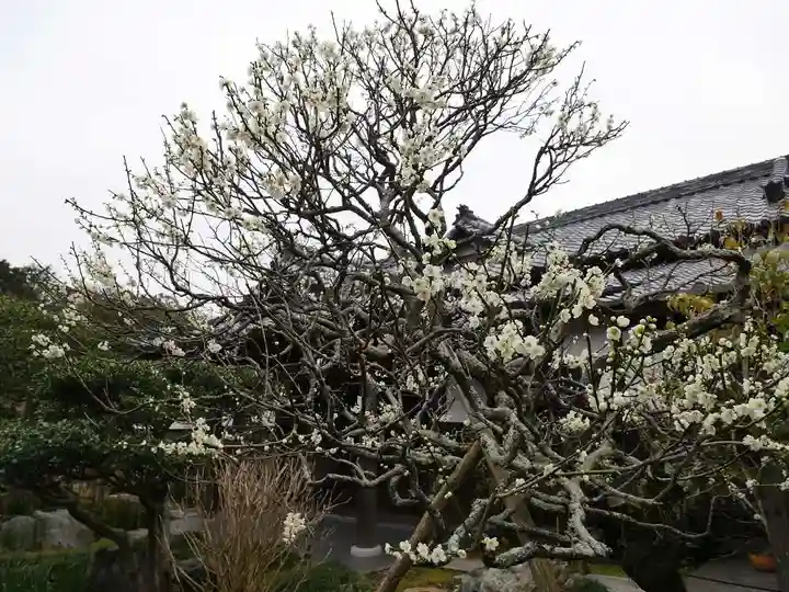 極楽寺(霊鷲山感應院極楽律寺)の自然