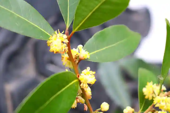 三津厳島神社の自然