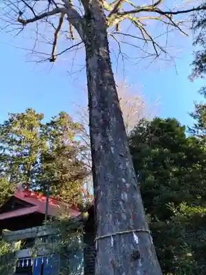 大井氷川神社の自然