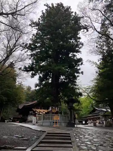 諏訪大社下社秋宮の自然