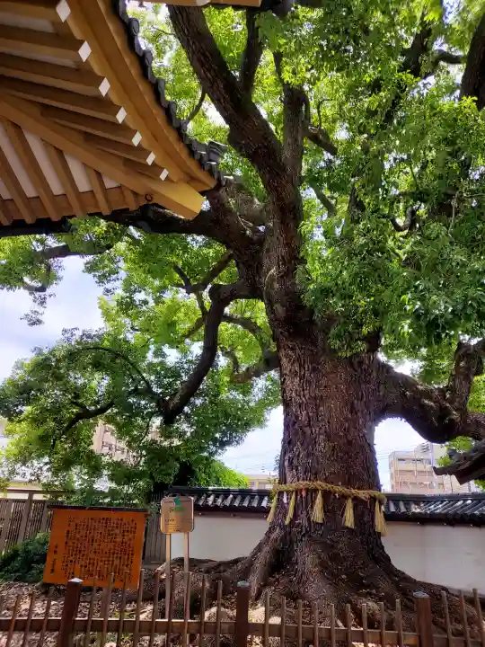 大聖観音寺(あびこ観音)(大阪府)