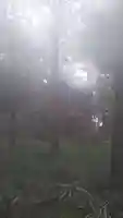 前玉神社の自然
