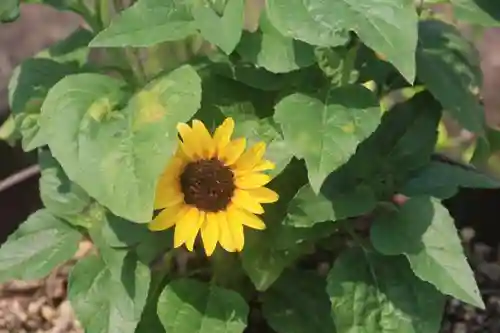 熊野福藏神社の手水舎