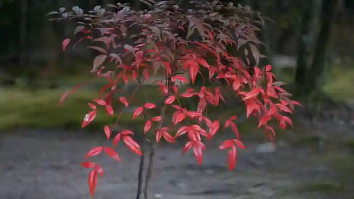 唐招提寺(奈良県)