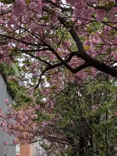 桜神宮(東京都)