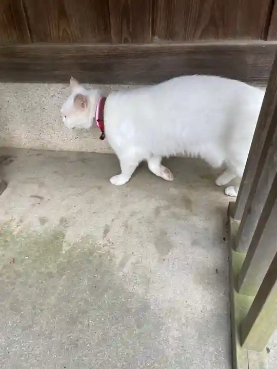 梅宮大社の動物