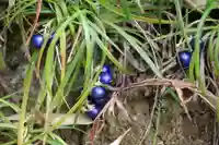 大六天麻王神社の自然