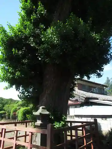 慈光寺(弓田ポックリ不動尊)(茨城県)