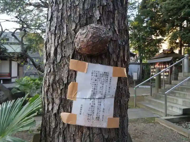 用賀神社の自然