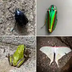 比々多神社の動物