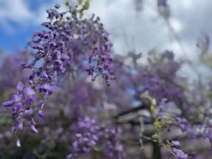 子安地蔵寺の{uncategorized: "未分類", other: "その他", undefined: "問題あり", building: "その他建物", grave: "お墓", sacred_gate: "鳥居", guardian: "狛犬", statue: "像", buddha: "仏像", history: "歴史", nature: "自然", garden: "庭園", animal: "動物", pagoda: "塔", temizu: "手水舎", mountain_gate: "山門・神門", sanctuary: "本殿・本堂", subordinate: "末社・摂社", art: "芸術", scenery: "景色", jizo: "地蔵", ema: "絵馬", goshuin: "御朱印", omikuji: "おみくじ", items: "授与品その他", amulet: "お守り", goshuincho: "御朱印帳", eats: "食事", festival: "お祭り", votive_dance: "神楽", shichigosan: "七五三参", wedding: "結婚式", experience: "体験その他", initially: "初詣", around: "周辺", anti_infection: "感染症対策"}