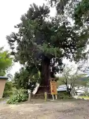 春日神社の自然