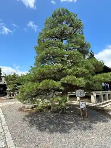 聖衆来迎寺(滋賀県)