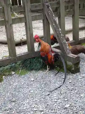 天岩戸神社(宮崎県)