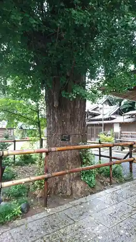 印内八坂神社の自然