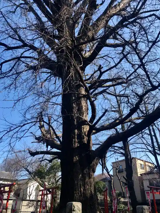 鬼子母神堂 (法明寺)の自然