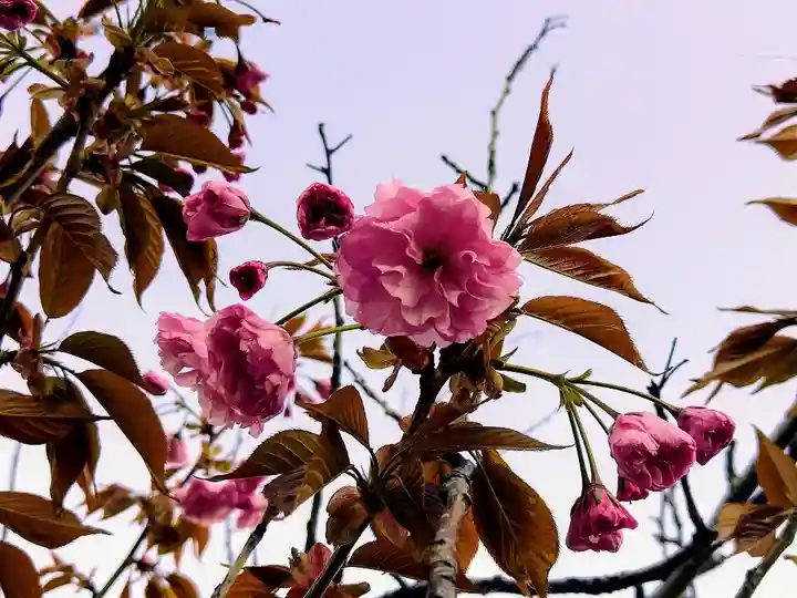 旭川銀座弁天神社の自然