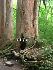 戸隠神社奥社の自然