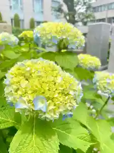 當光寺(東京都)(2025年05月16日(金) 16時20分39秒投稿)