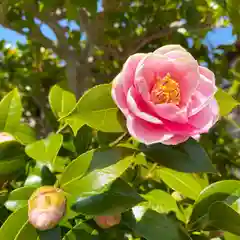 嘉祥寺の庭園