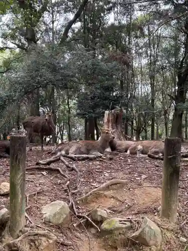 春日大社(奈良県)
