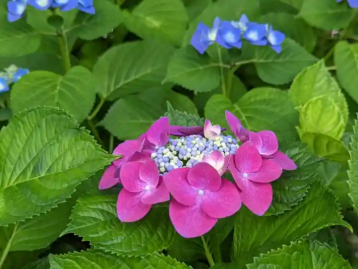 六孫王神社(京都府)